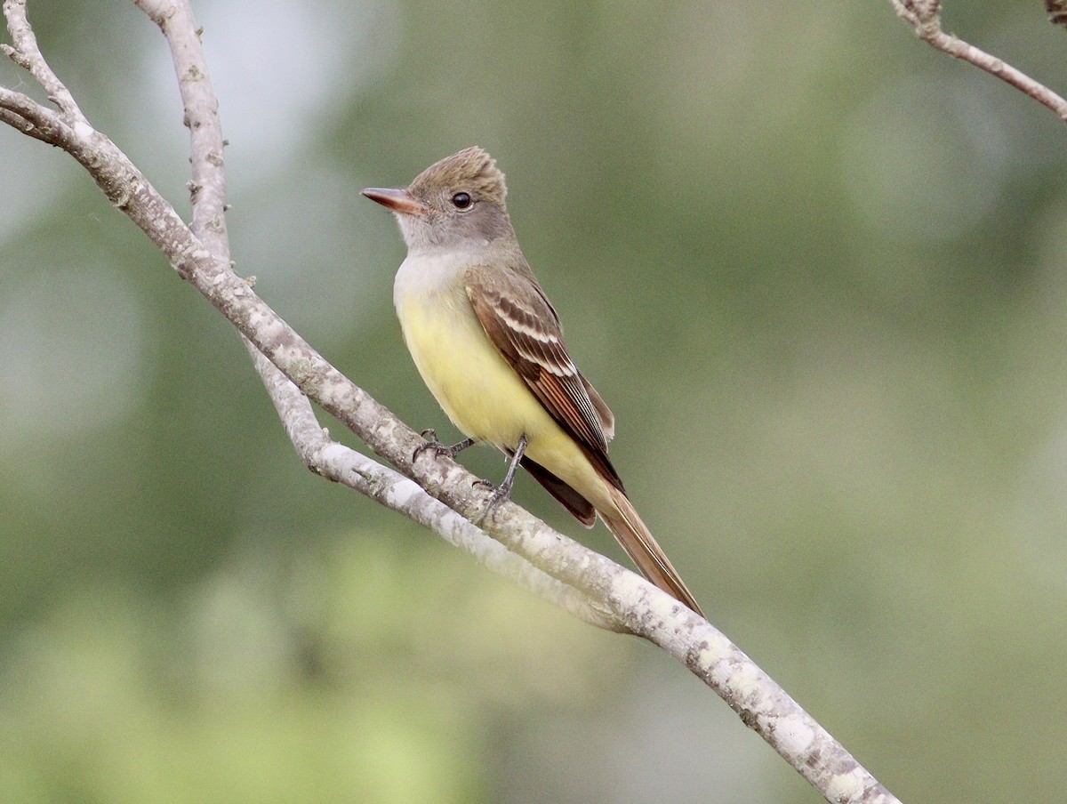 Great Crested Flycatcher - ML618836012
