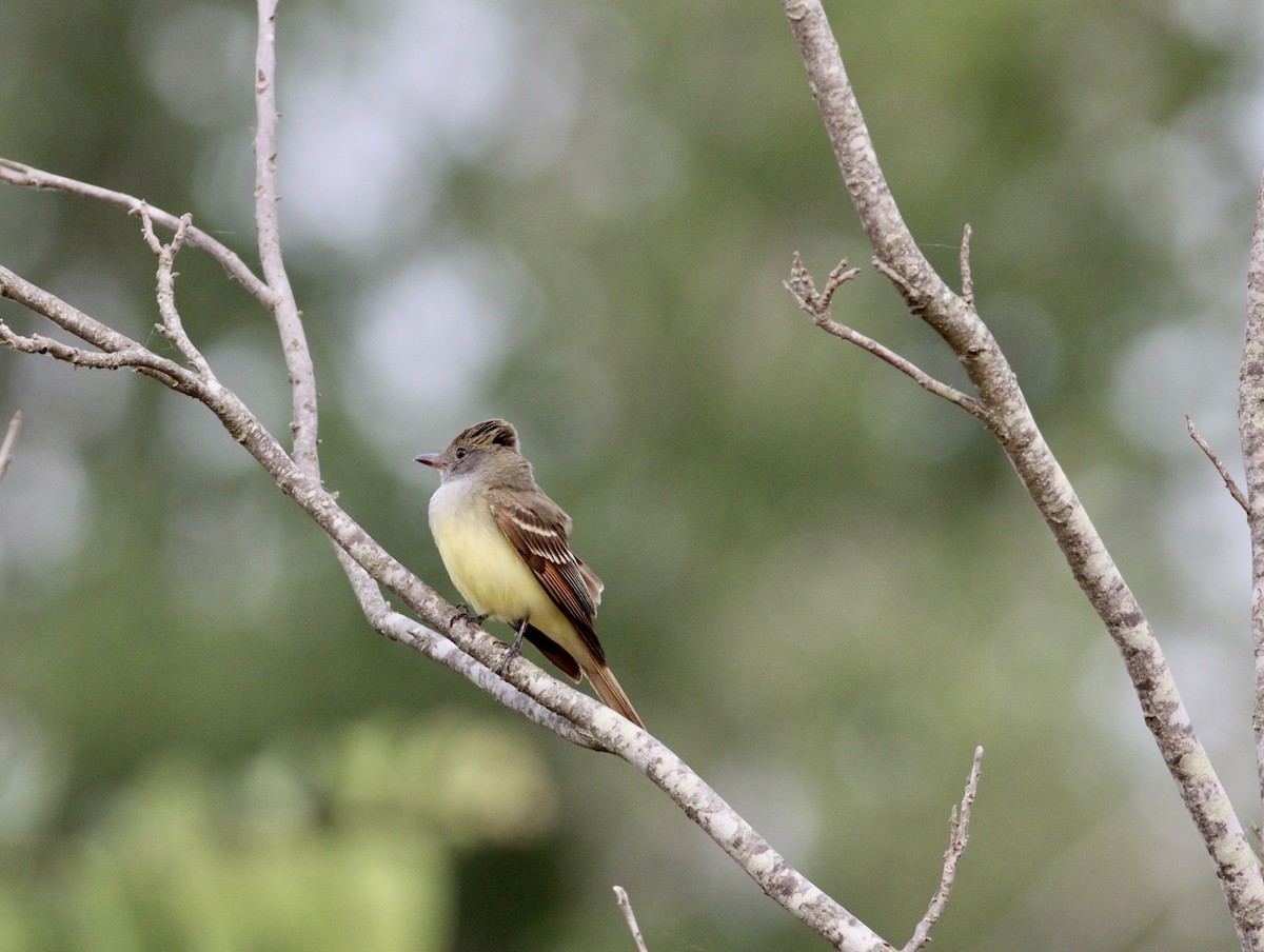 Great Crested Flycatcher - ML618836013