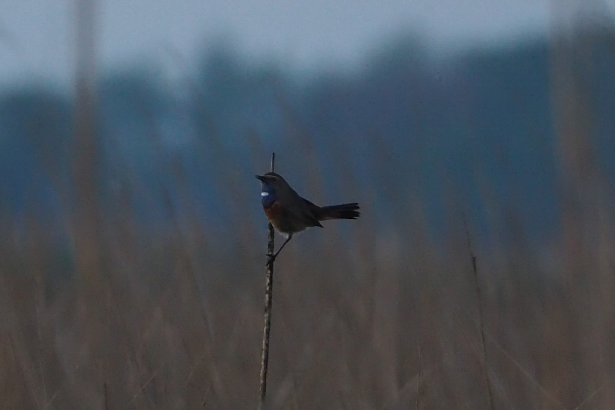 Bluethroat - Wytske De Groot