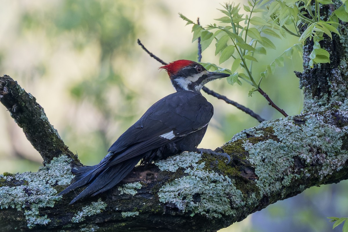 Pileated Woodpecker - David Eberly