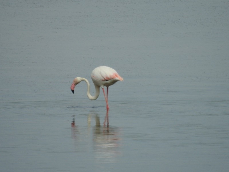 Greater Flamingo - Süleyman Gün