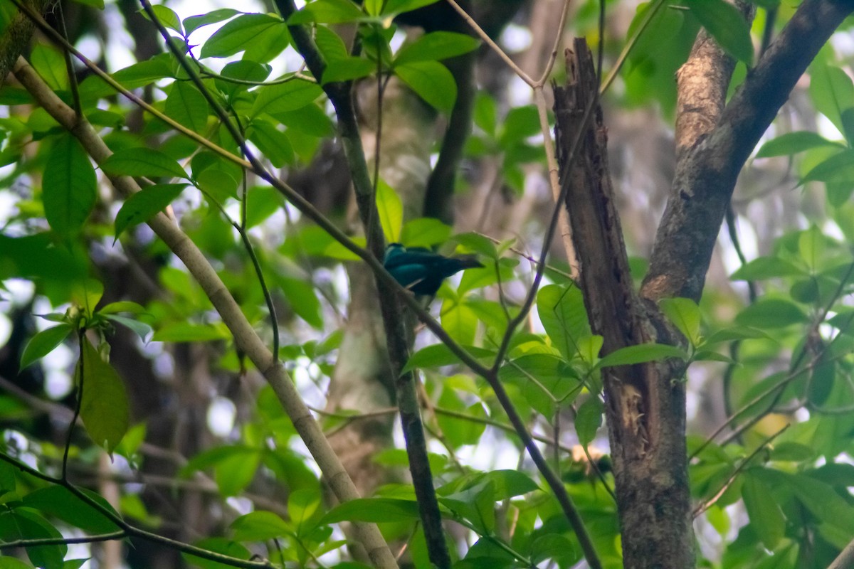 Green Honeycreeper - Manuel de Jesus Hernandez Ancheita