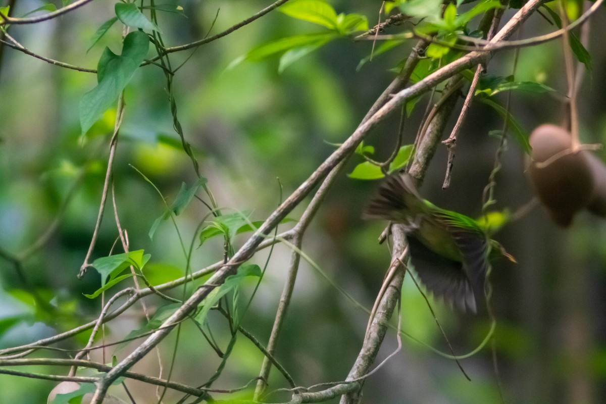 Green Honeycreeper - Manuel de Jesus Hernandez Ancheita