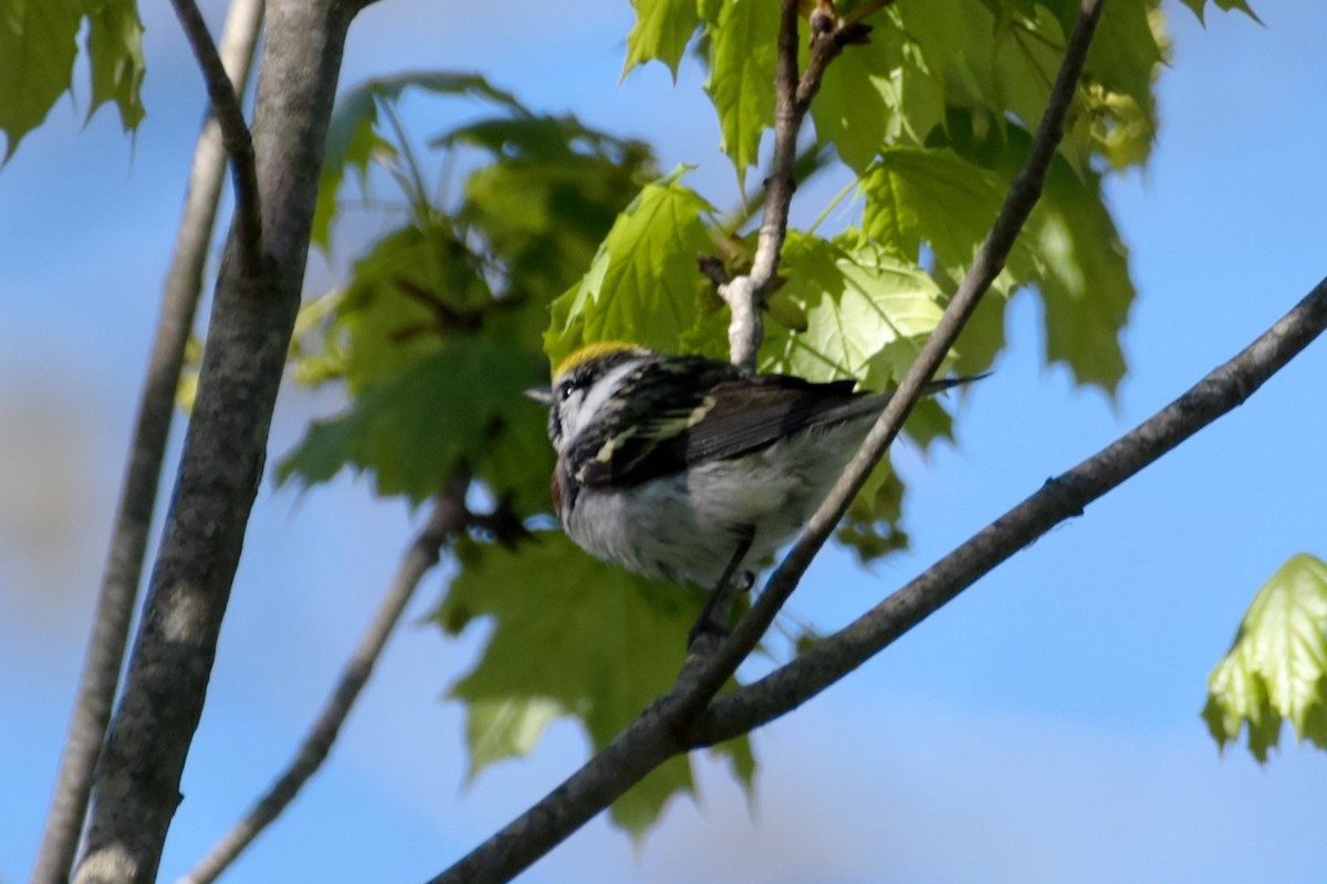 Chestnut-sided Warbler - James Hatfield