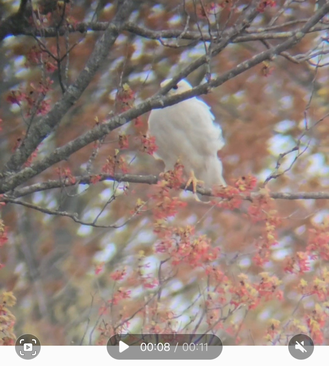 káně rudochvostá - ML618836099