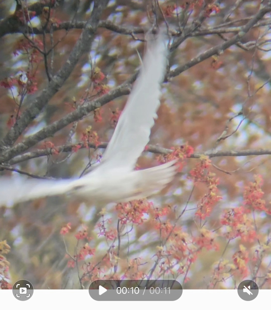 Red-tailed Hawk - ML618836100
