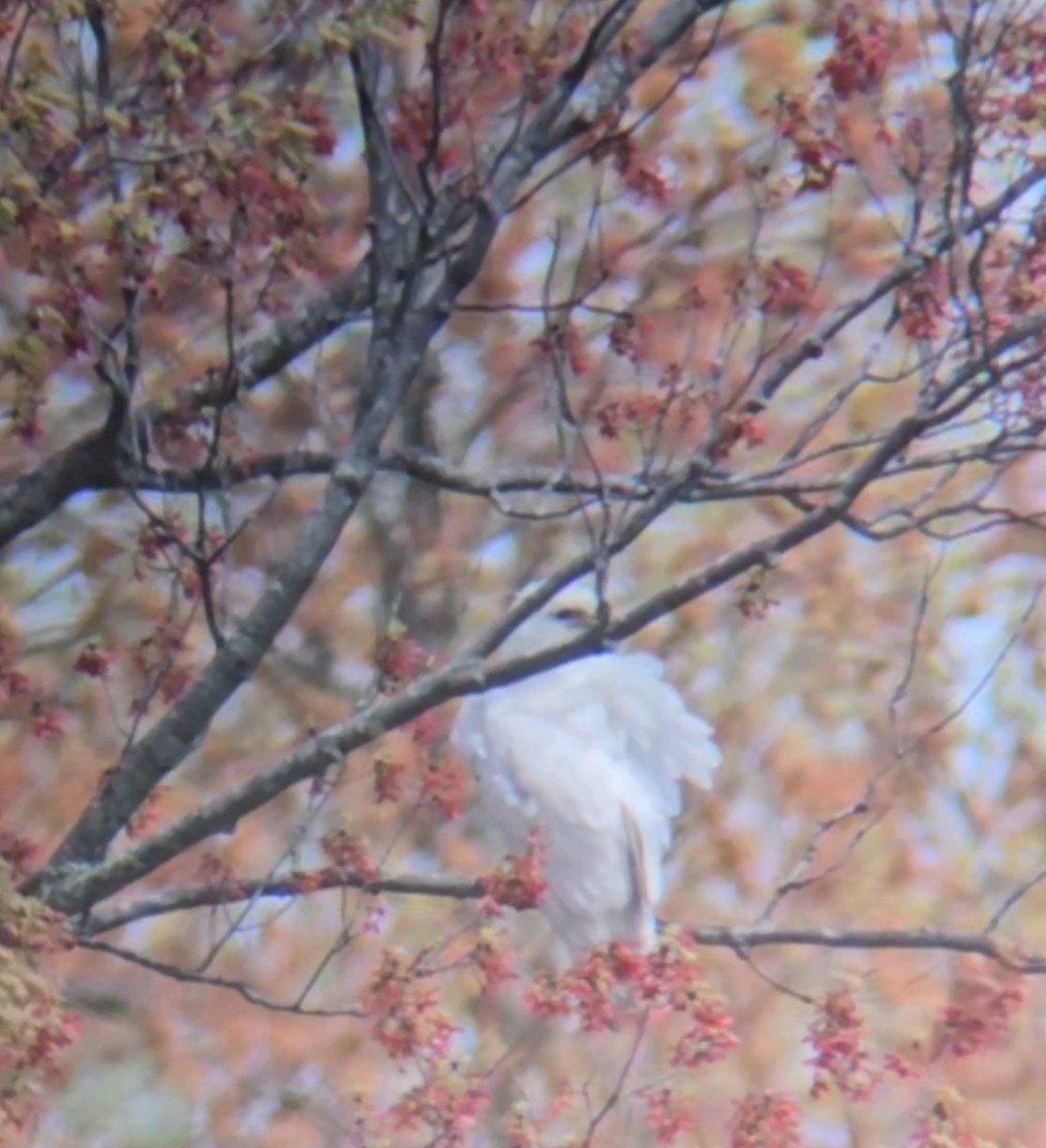 Red-tailed Hawk - ML618836101