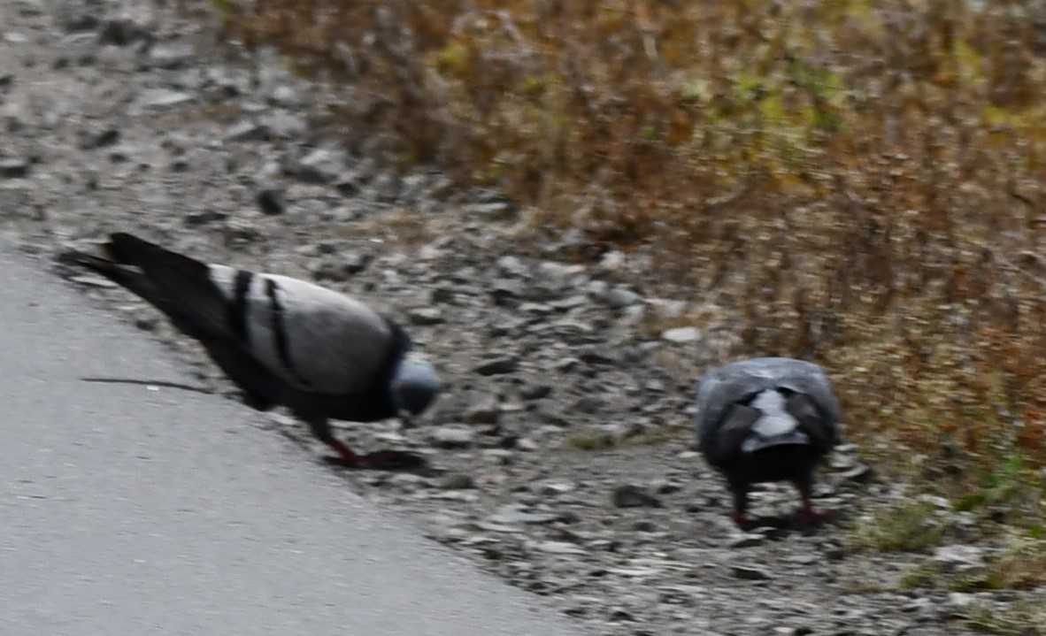 Rock Pigeon (Feral Pigeon) - Michael Kendrick