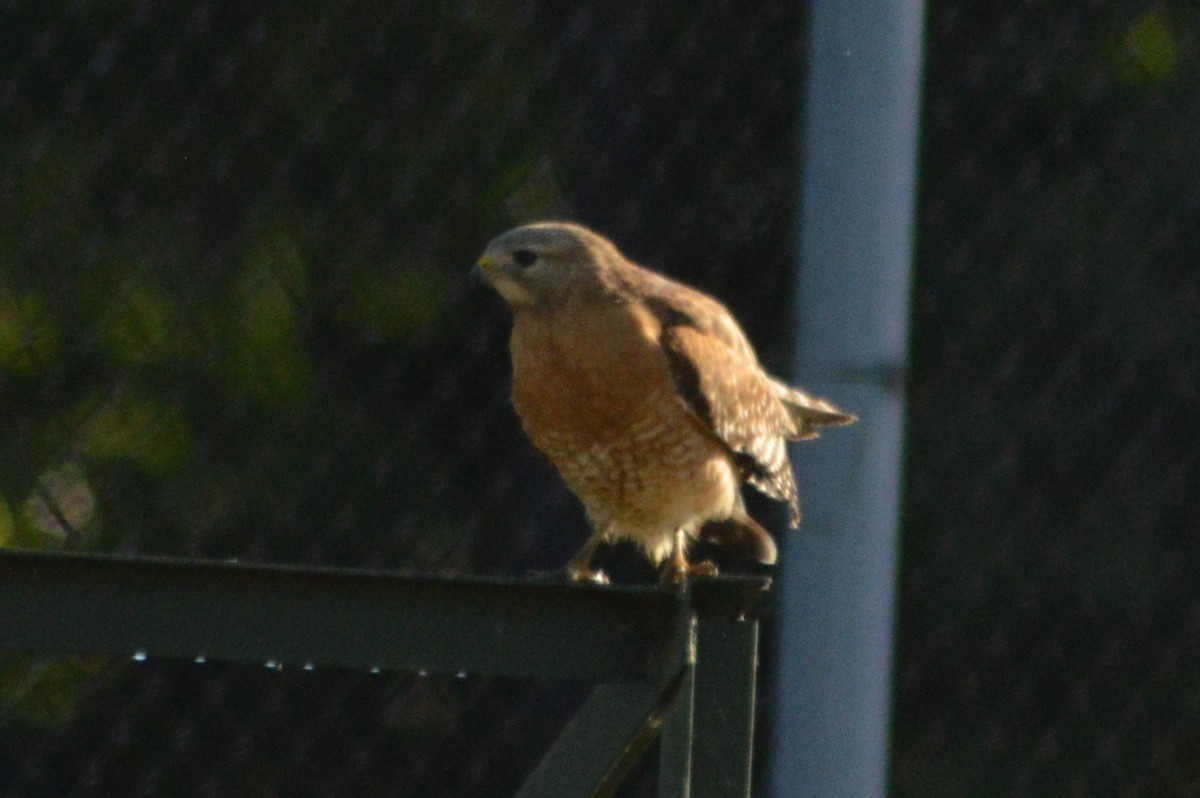 Red-shouldered Hawk - Ryan Pudwell