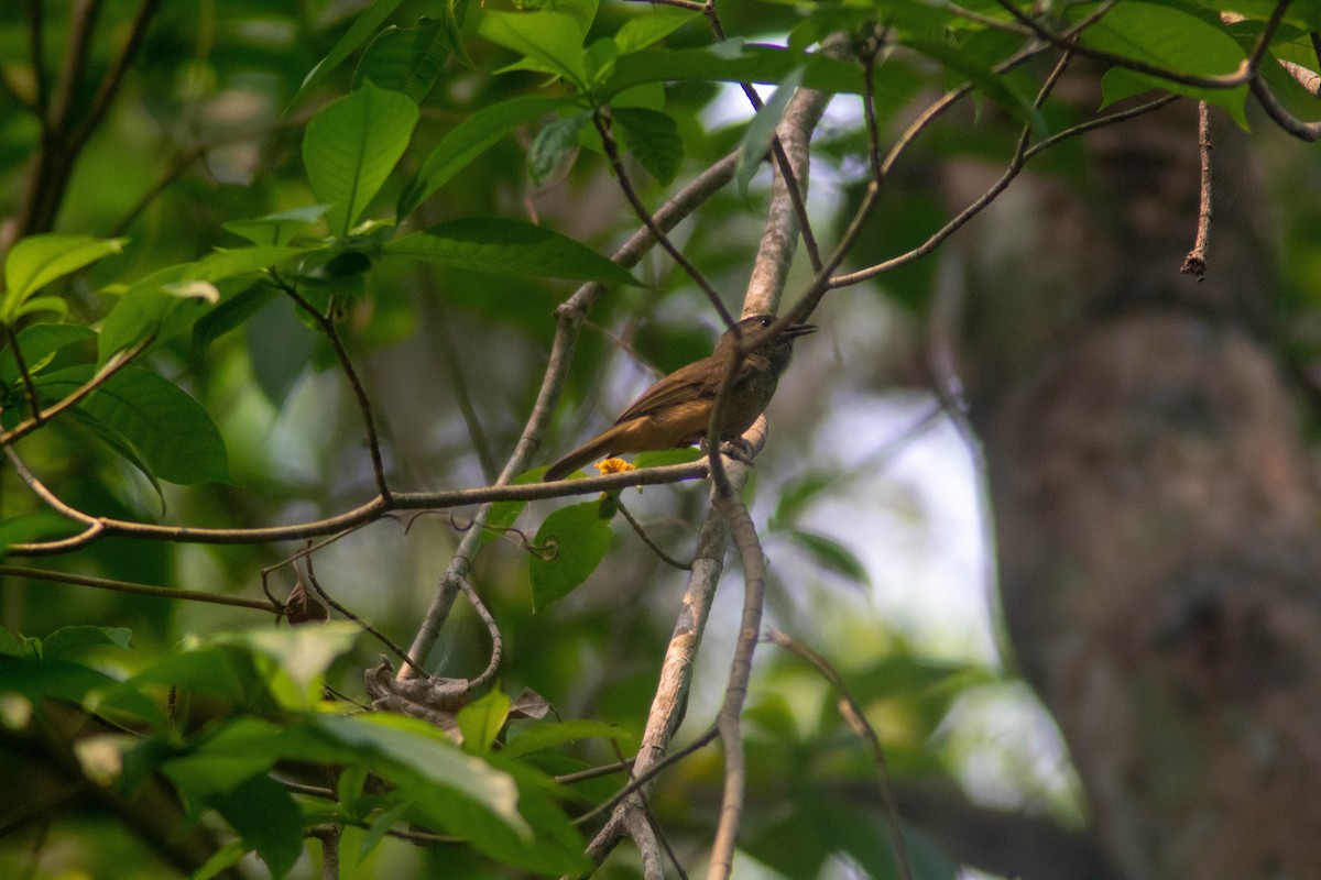 Ochre-bellied Flycatcher - Manuel de Jesus Hernandez Ancheita