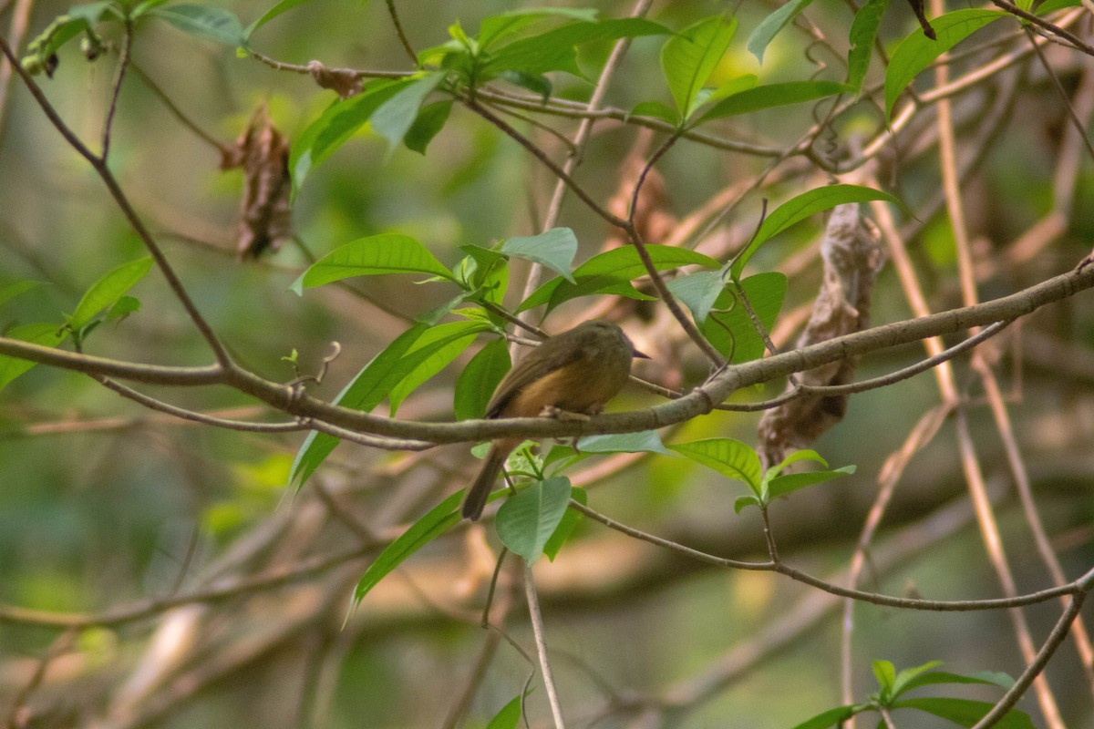 Ochre-bellied Flycatcher - Manuel de Jesus Hernandez Ancheita