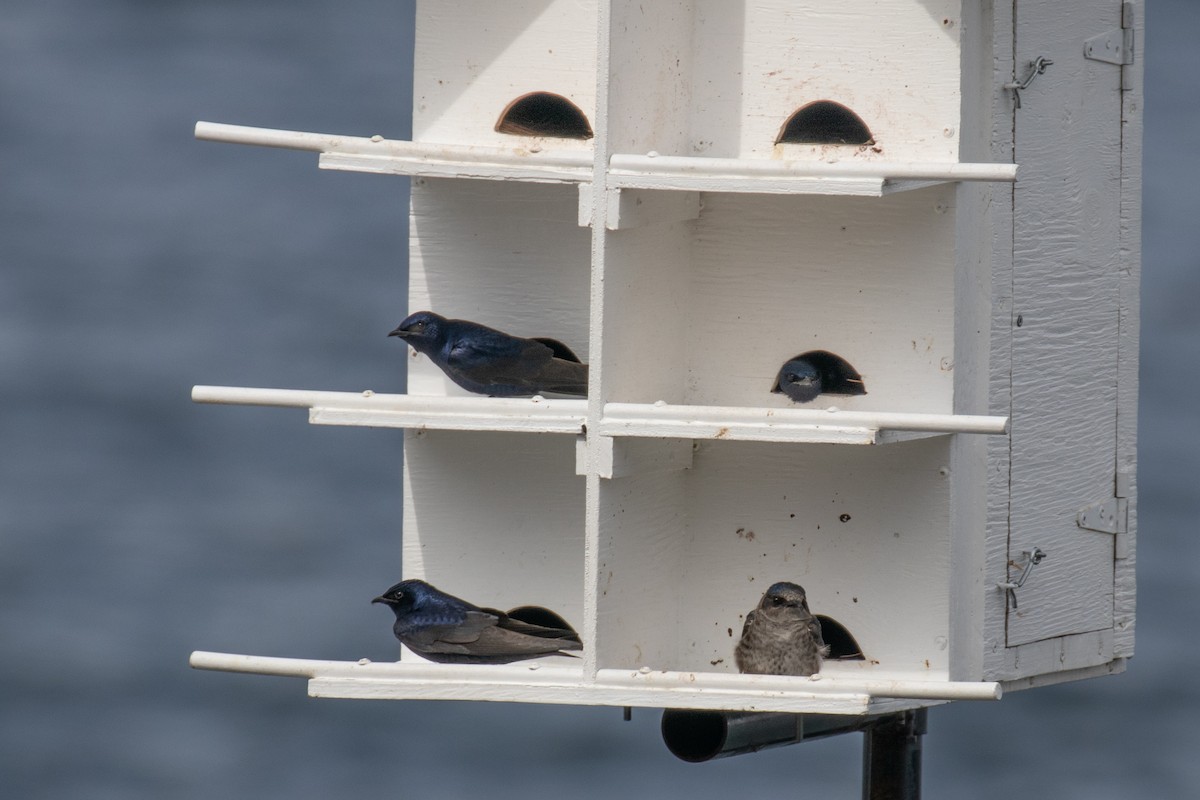 Purple Martin - Christine Mason