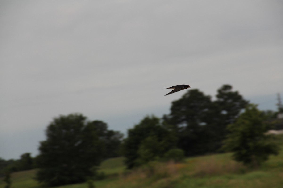 Barn Swallow - Texas Bird Family