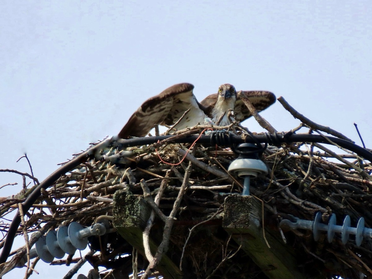 Osprey - Lindsay McNamara