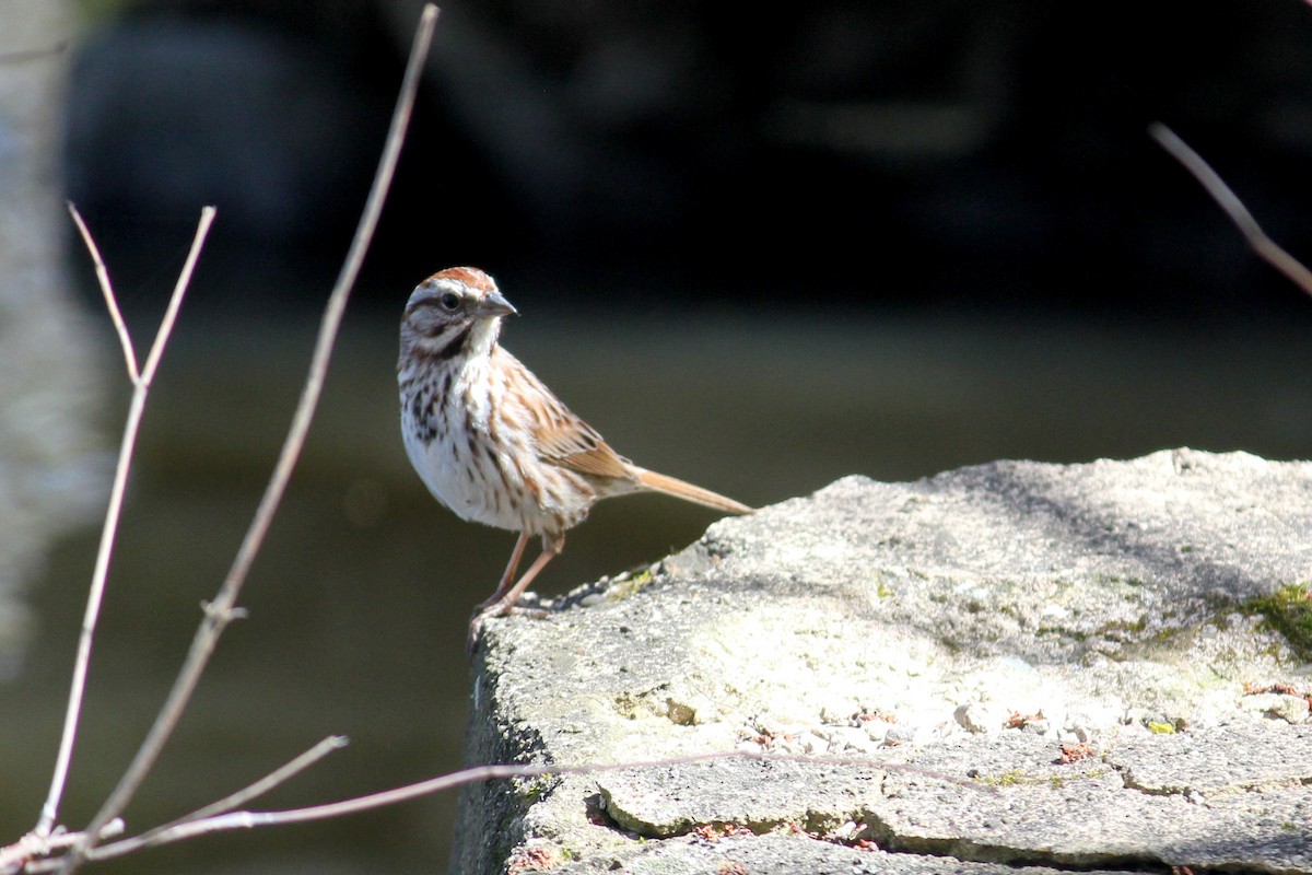 Song Sparrow - ML618836144