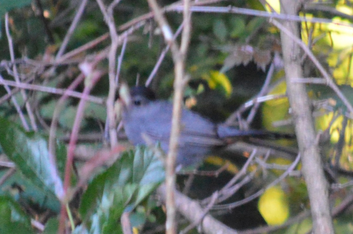 Gray Catbird - Ryan Pudwell