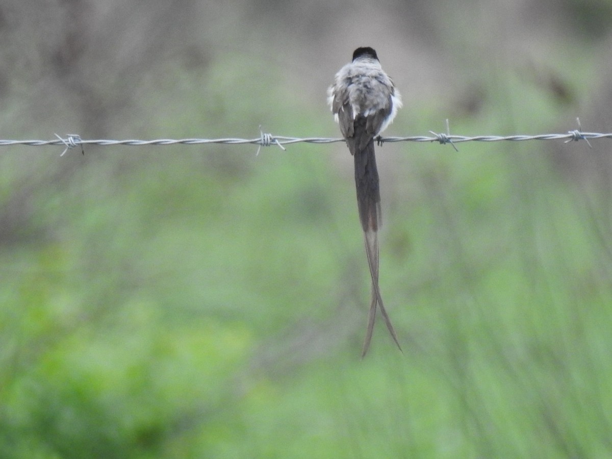 Fork-tailed Flycatcher - Jorge Rengifo Luque