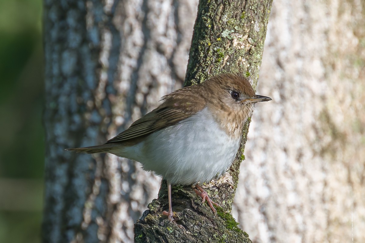 Veery - David Eberly