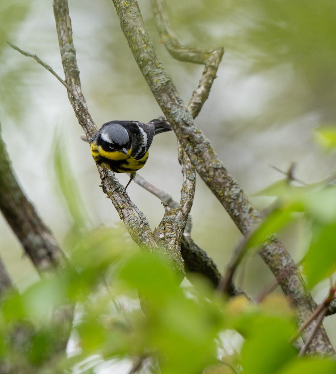 Magnolia Warbler - Marilyn White