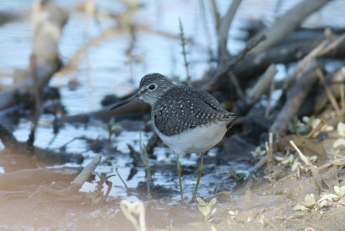 Solitary Sandpiper - France Carbonneau