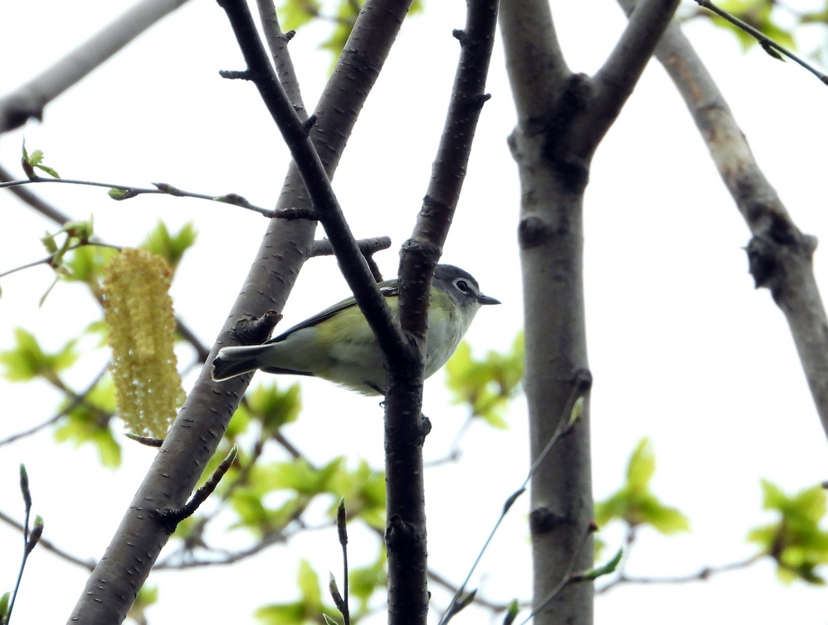 Blue-headed Vireo - Pauline Binetruy