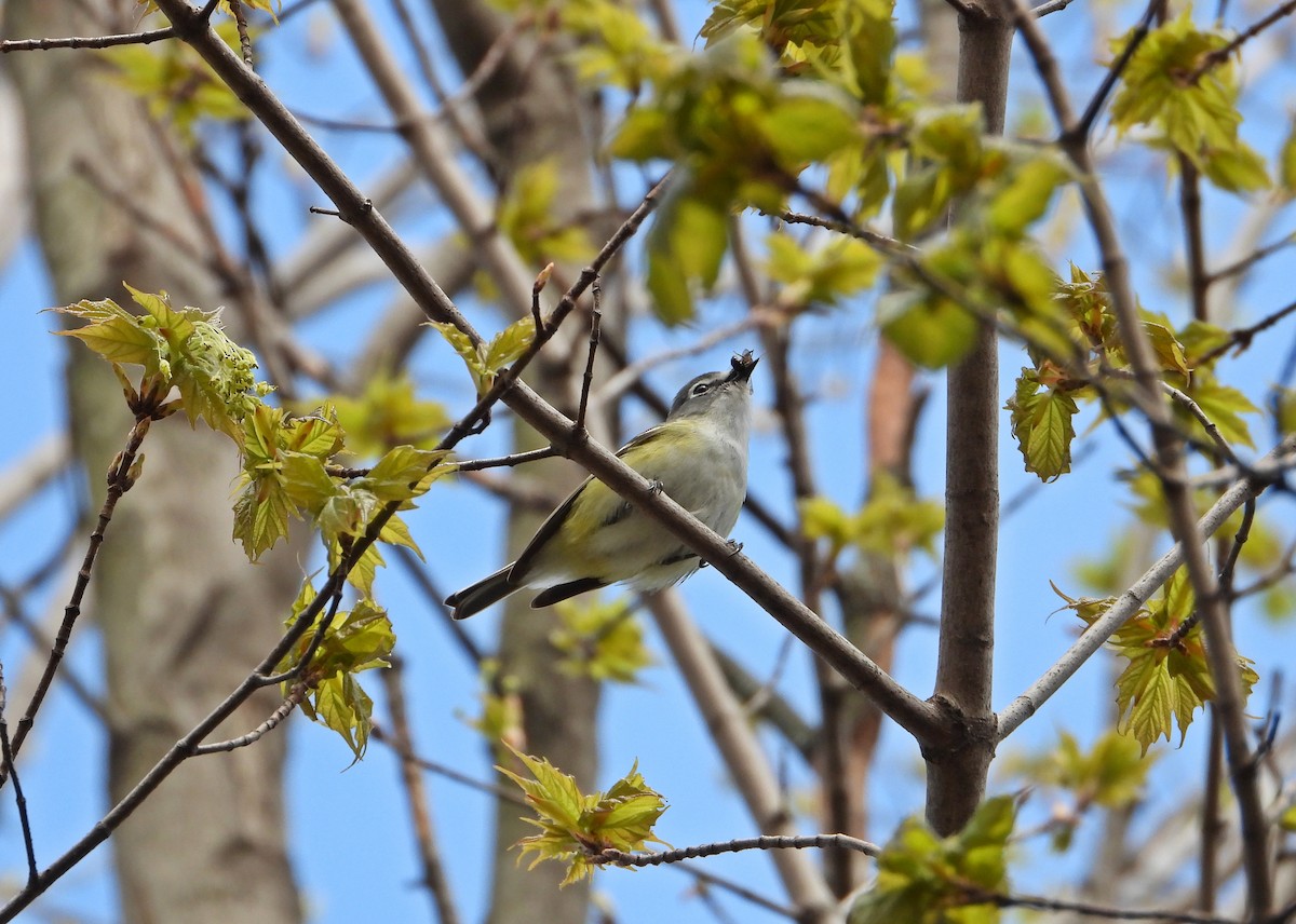 Blue-headed Vireo - Pauline Binetruy