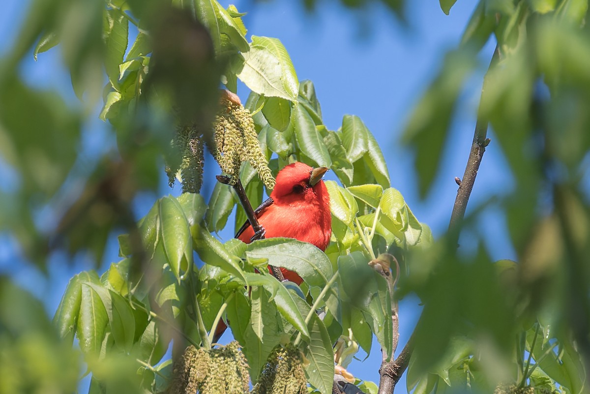 Scarlet Tanager - David Eberly