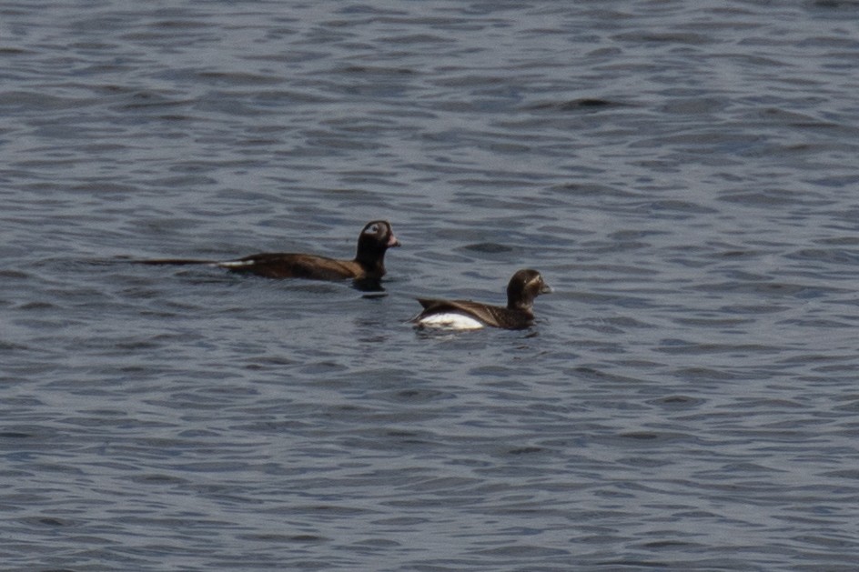 Long-tailed Duck - Christine Mason