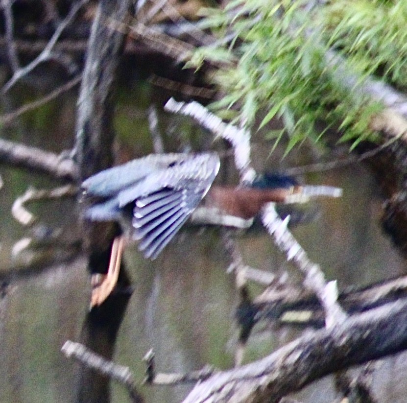 Green Heron - Adrien C