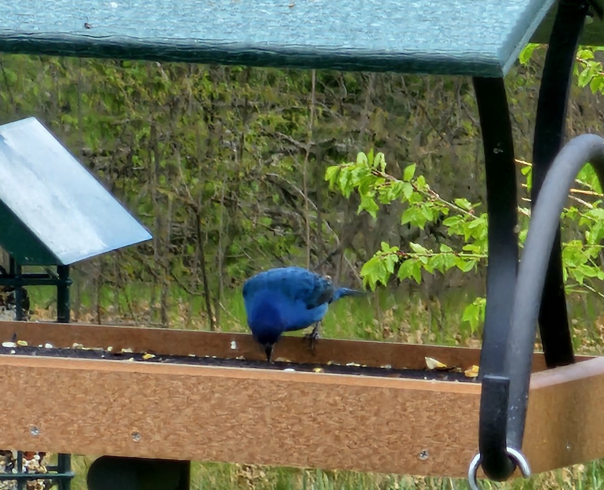 Indigo Bunting - ML618836198