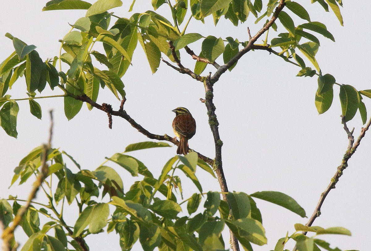 Cirl Bunting - Neil Osborne