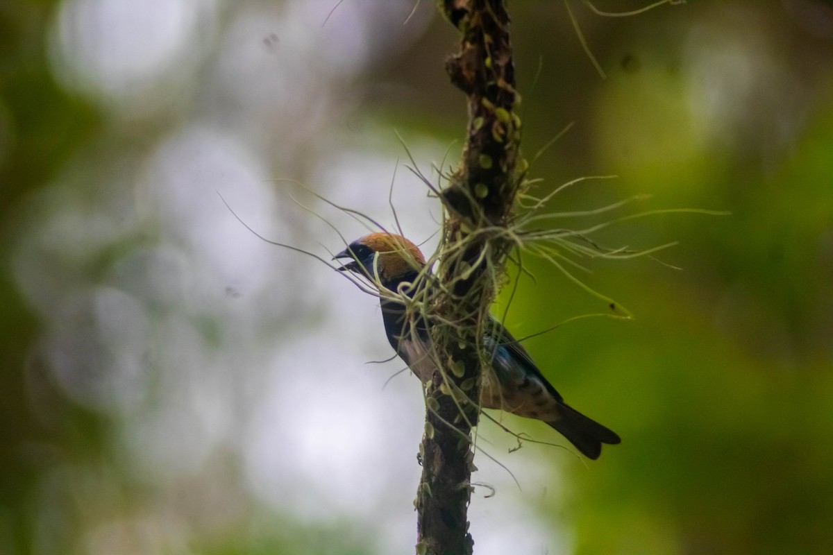 Golden-hooded Tanager - Manuel de Jesus Hernandez Ancheita