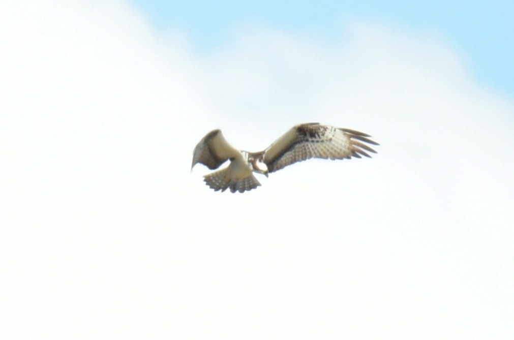 Osprey - France Carbonneau