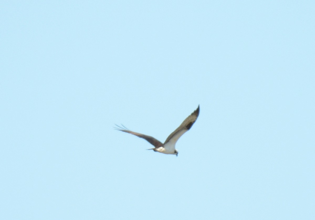 Osprey - France Carbonneau