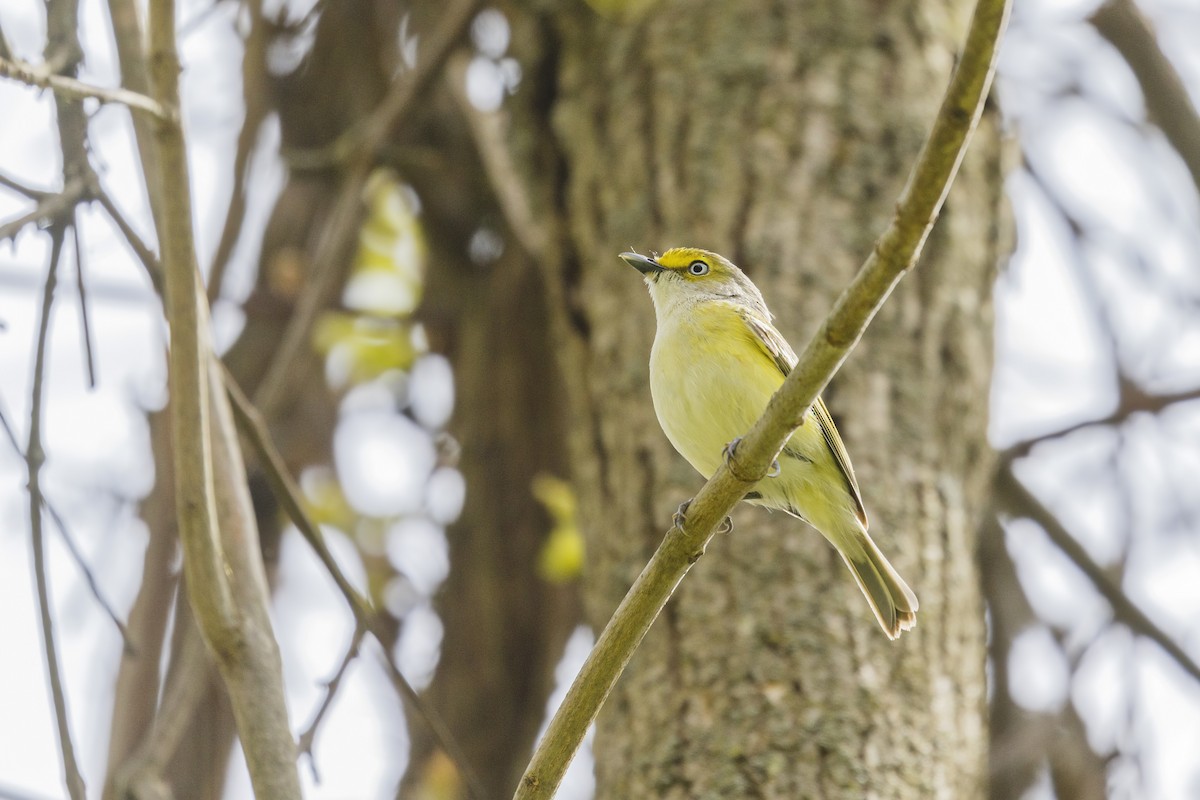 White-eyed Vireo - ML618836210