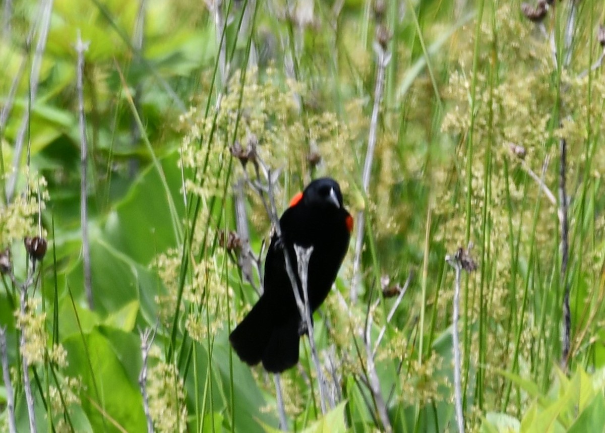 Red-winged Blackbird - Michael Kendrick