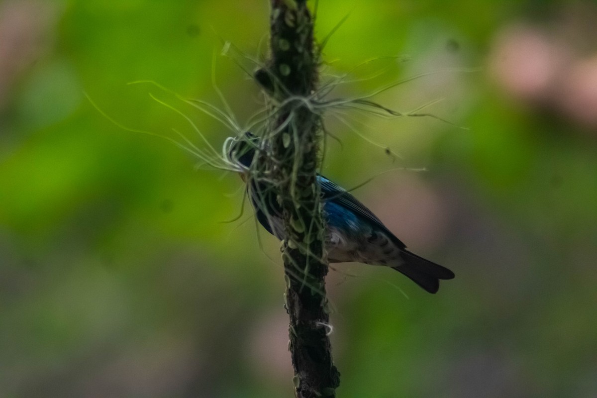 Golden-hooded Tanager - Manuel de Jesus Hernandez Ancheita