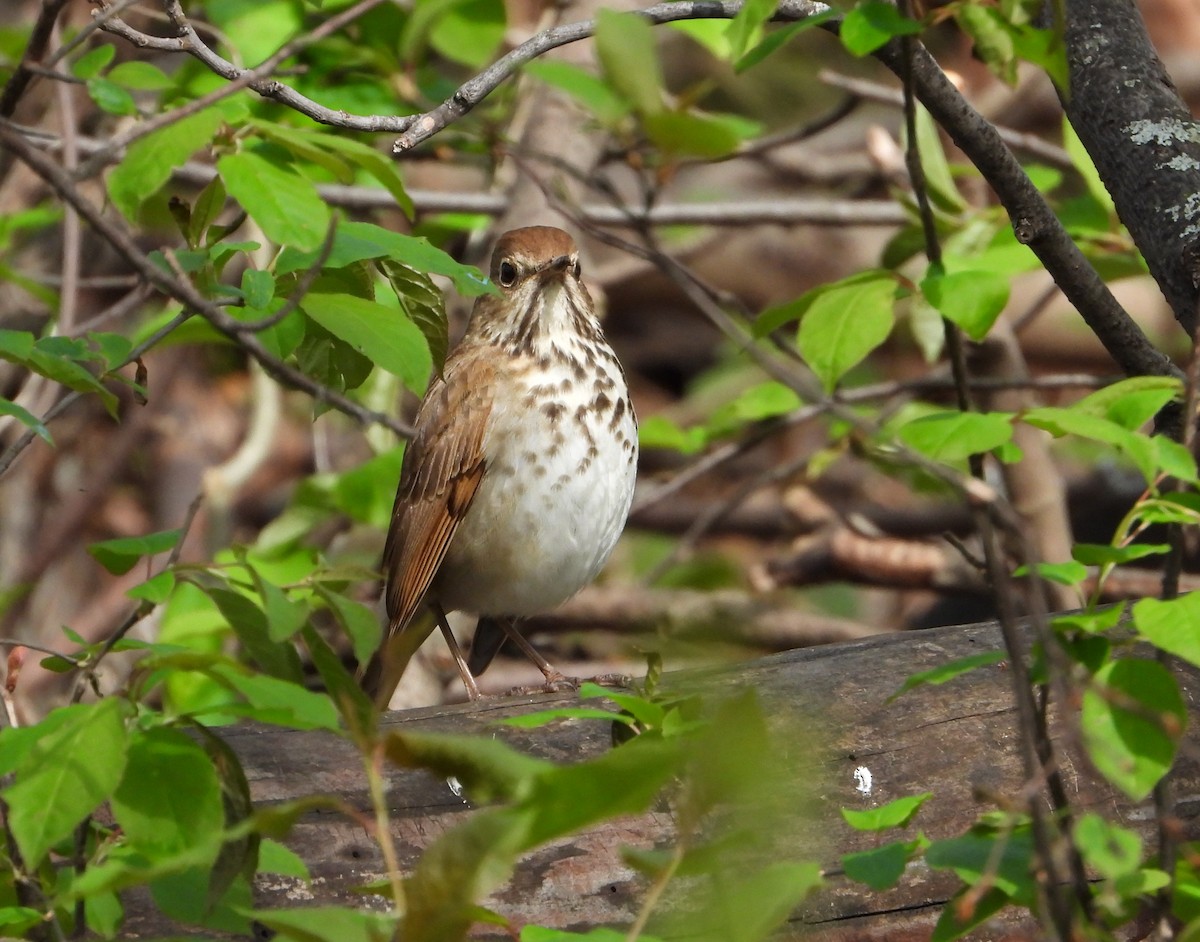 Hermit Thrush - Pauline Binetruy