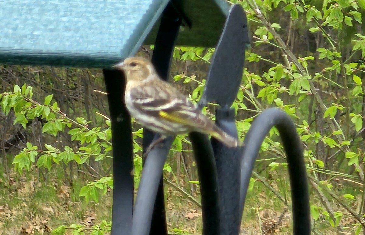 Pine Siskin - ML618836252