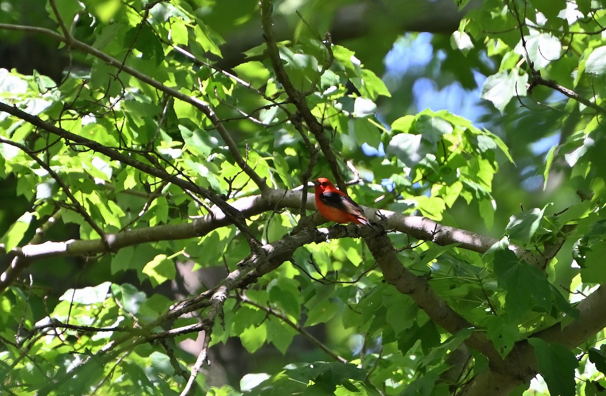 Scarlet Tanager - ML618836274