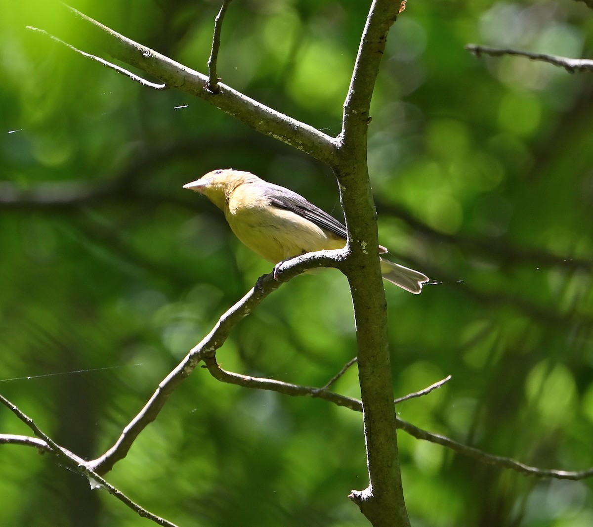 Scarlet Tanager - ML618836278