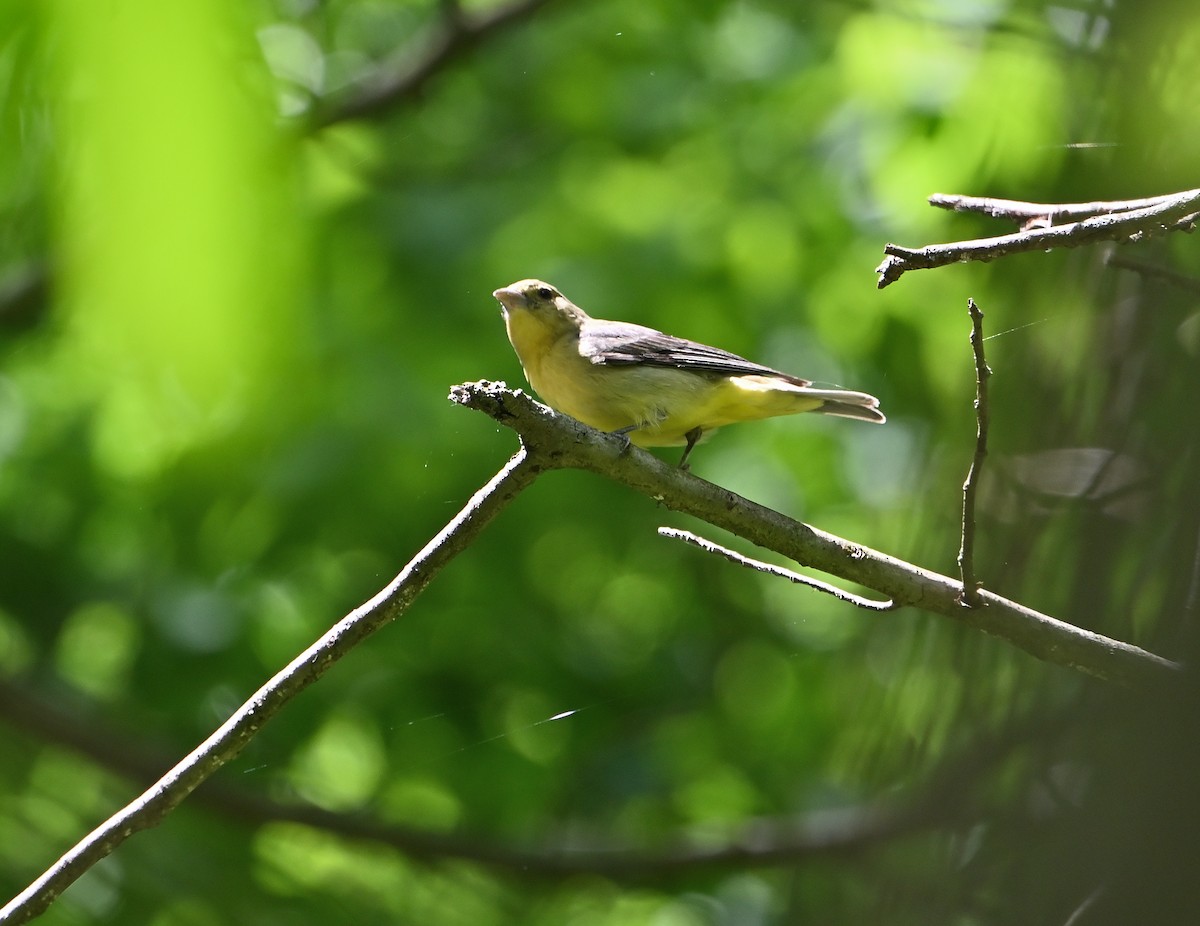 Scarlet Tanager - ML618836279