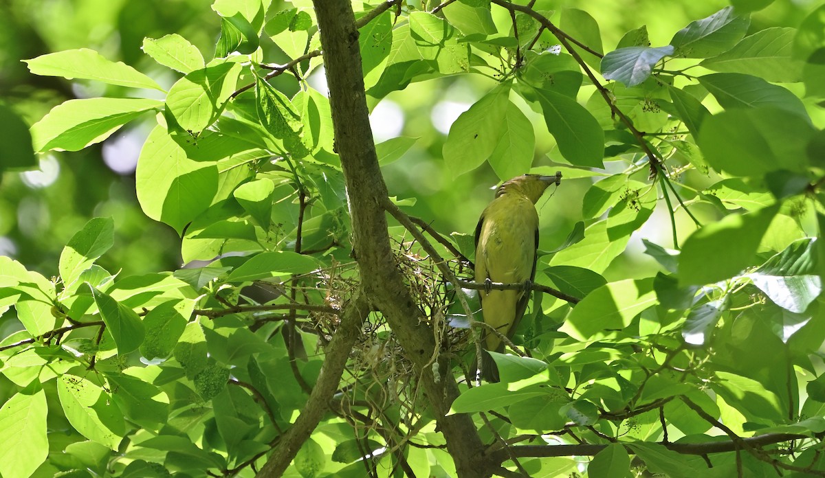 Scarlet Tanager - ML618836282