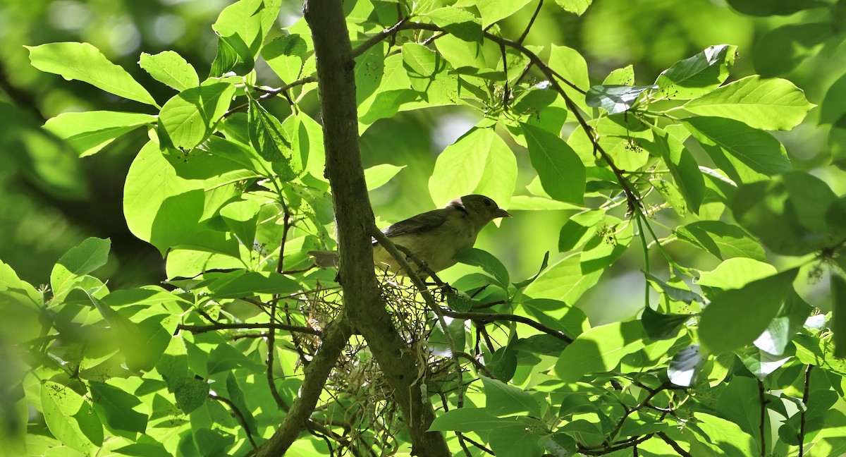 Scarlet Tanager - ML618836284