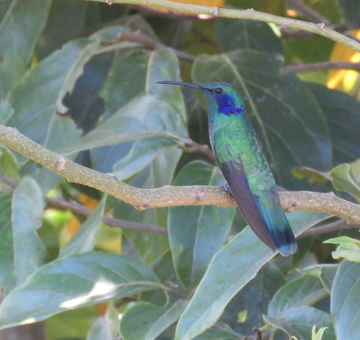 kolibřík modrouchý - ML618836289