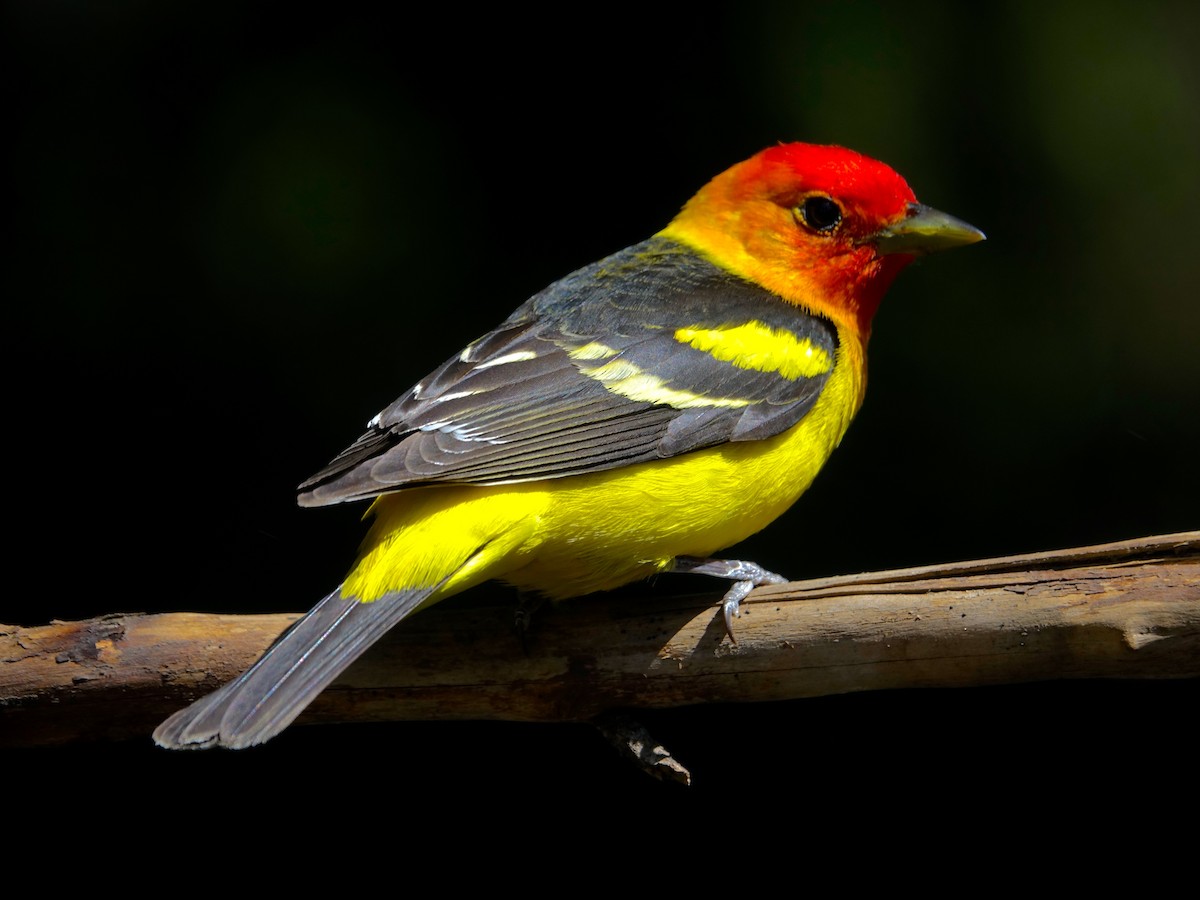 Western Tanager - mark lundgren