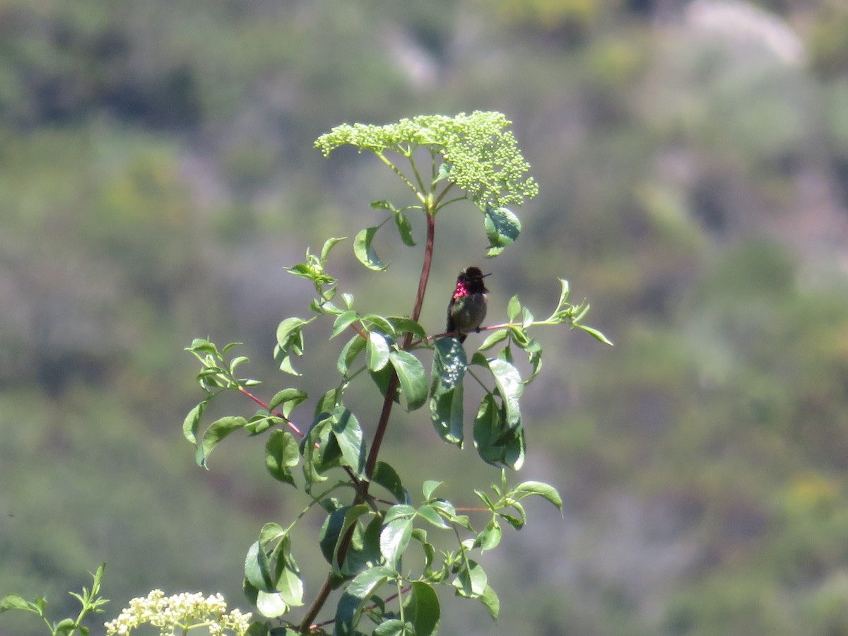 Anna's Hummingbird - David Lauthen