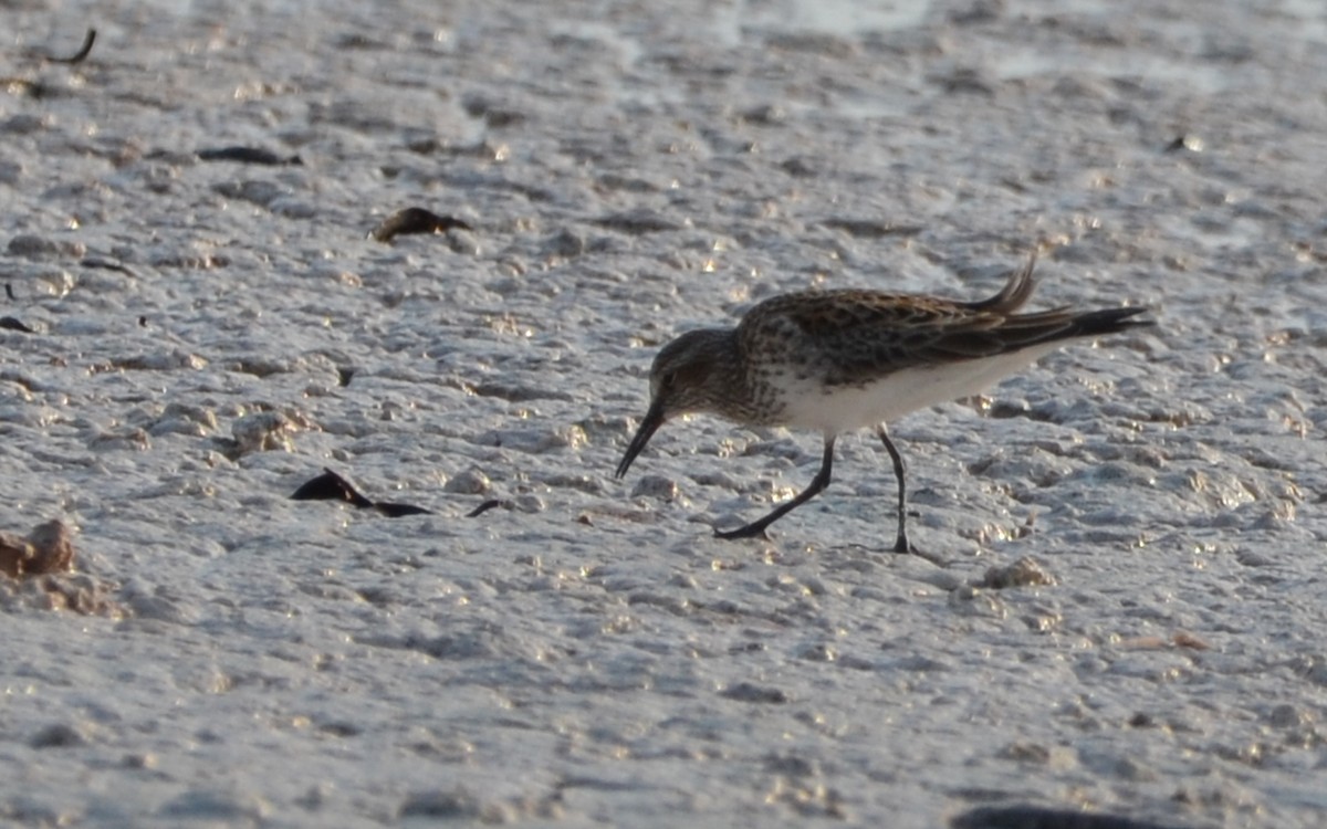 White-rumped Sandpiper - Ramón  Trinchan Guerra