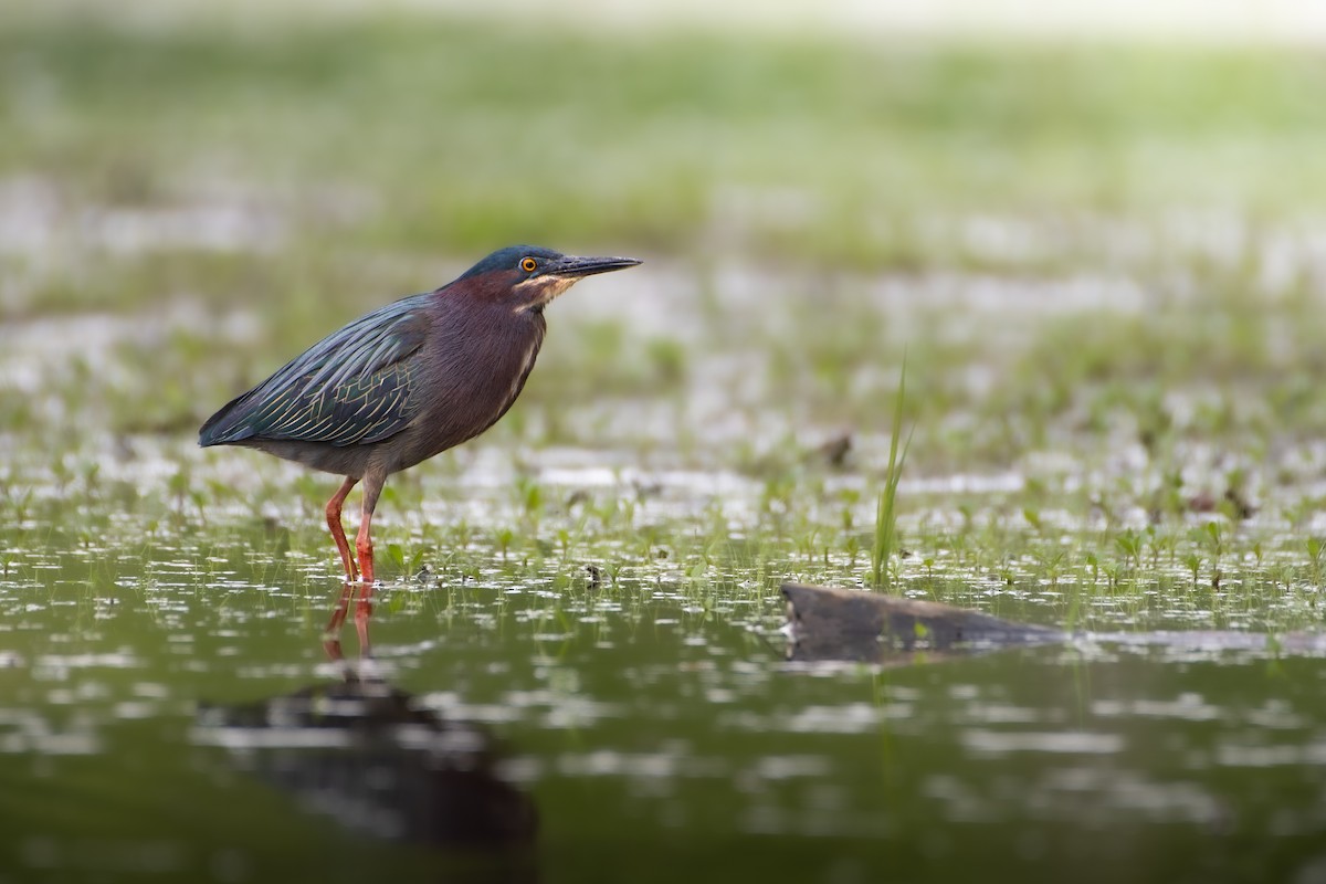 Green Heron - Brady O'Brien