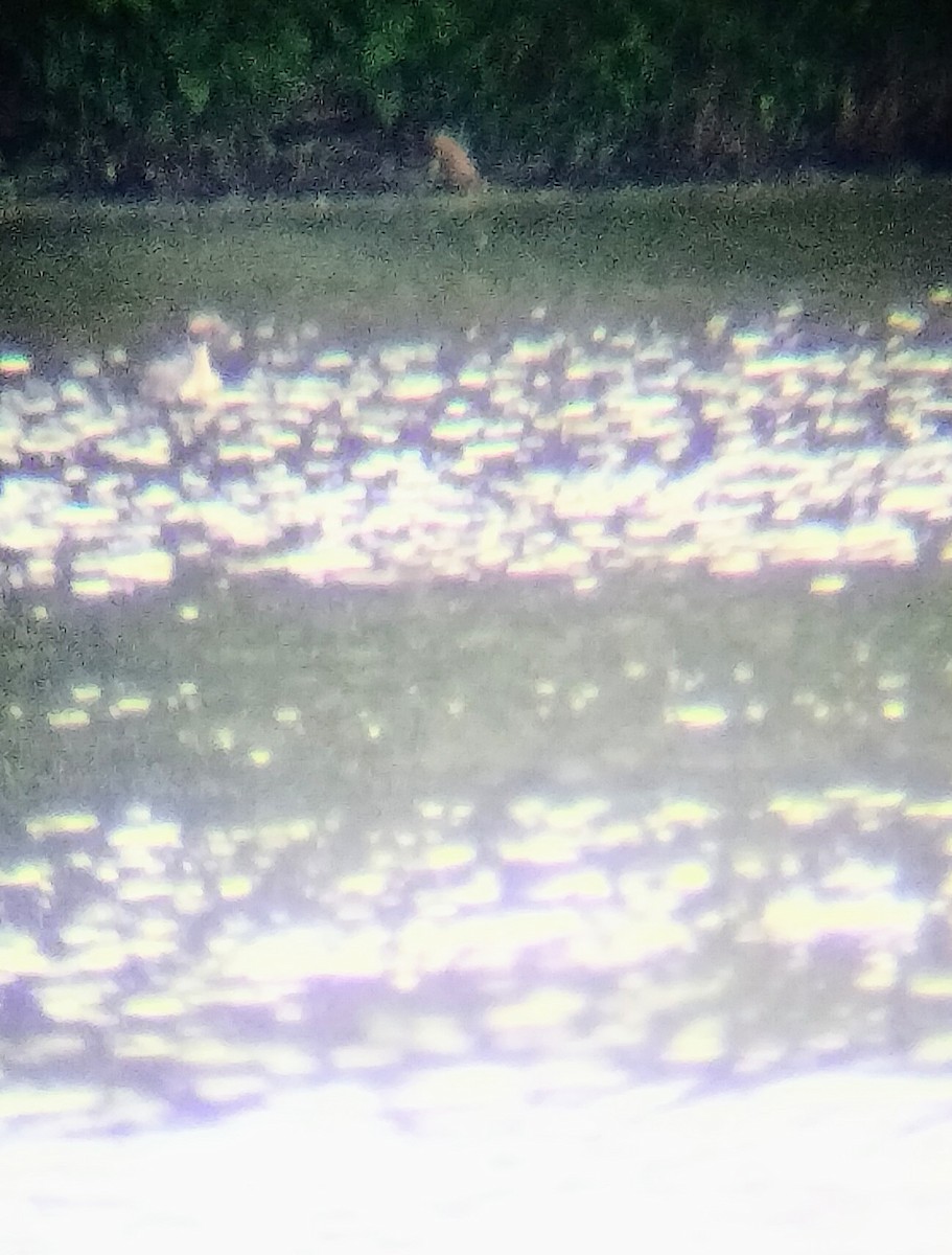 ミミカイツブリ - ML618836318